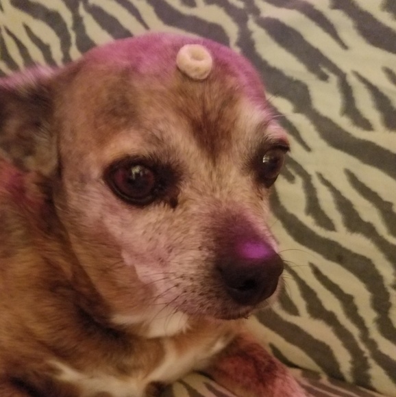 cheerioonhead